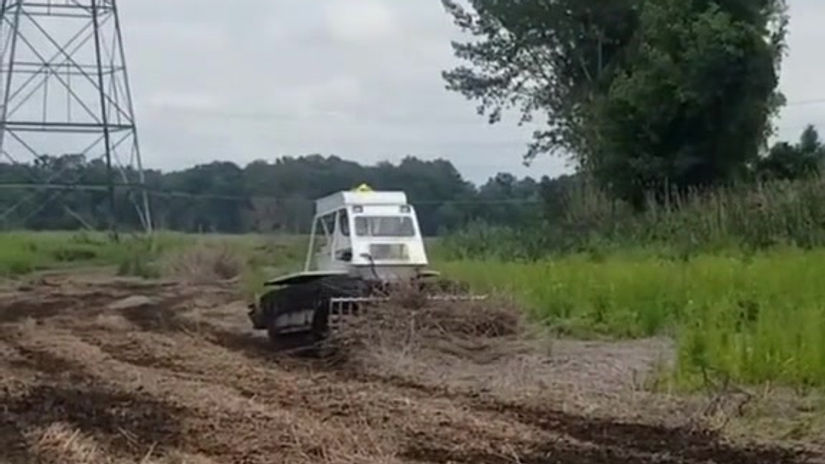 Removing Invasive Phragmites Australis
